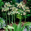 floare allium siculum clopotei exotici 110x110