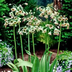 Bulbi Allium Siculum (Ceapa decorativa) Bulbi Allium Siculum (Ceapa decorativa)