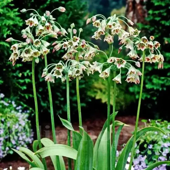 Bulbi Allium Siculum (Ceapa decorativa) floare allium siculum clopotei exotici