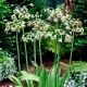 Bulbi Allium Siculum (Ceapa decorativa) floare allium siculum clopotei exotici