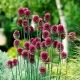 floare allium sphaerocephalon mov verde