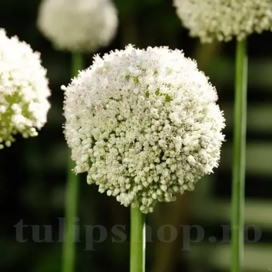 Bulbi Allium White Cloud (Ceapa decorativa) floare allium white cloud alb pufos
