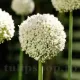 Bulbi Allium White Cloud (Ceapa decorativa) floare allium white cloud alb pufos