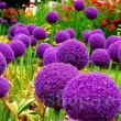 gradina cu allium gladiator plantare 110x110