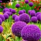 gradina cu allium gladiator plantare