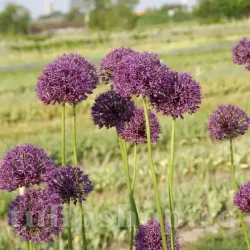 Bulbi Allium Goliath (Ceapa decorativa)