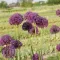 Bulbi Allium Goliath (Ceapa decorativa)