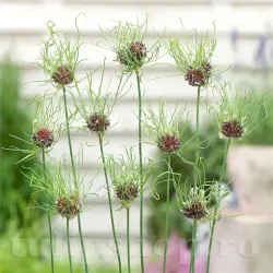 Bulbi Allium Hair (Ceapa decorativa)