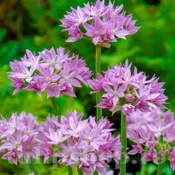 Bulbi Allium Unifolium (Ceapa decorativa)