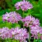 Bulbi Allium Unifolium (Ceapa decorativa)