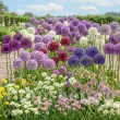 Pachet Bulbi Allium Compoziție Mix50 (Ceapă Decorativă) pachet cepe allium mix 50 flori uriașe de gradina 110x110