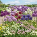 Pachet Bulbi Allium Compoziție Mix50 (Ceapă Decorativă)