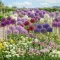 Pachet Bulbi Allium Compoziție Mix50 (Ceapă Decorativă)