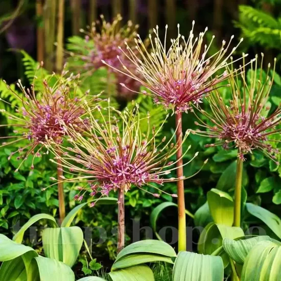 plantare allium schubertii bulbi toamna