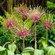 plantare allium schubertii bulbi toamna