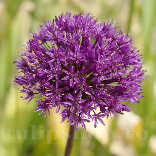 Bulbi Allium Aflatunense (Ceapa decorativa) plantare bulbi allium aflatunense toamna