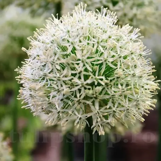 Bulbi Allium Mount Everest plantare bulbi allium alb mount everest