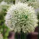 Bulbi Allium Mount Everest plantare bulbi allium alb mount everest