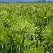 plantare bulbi allium arctic snow toamna 110x110