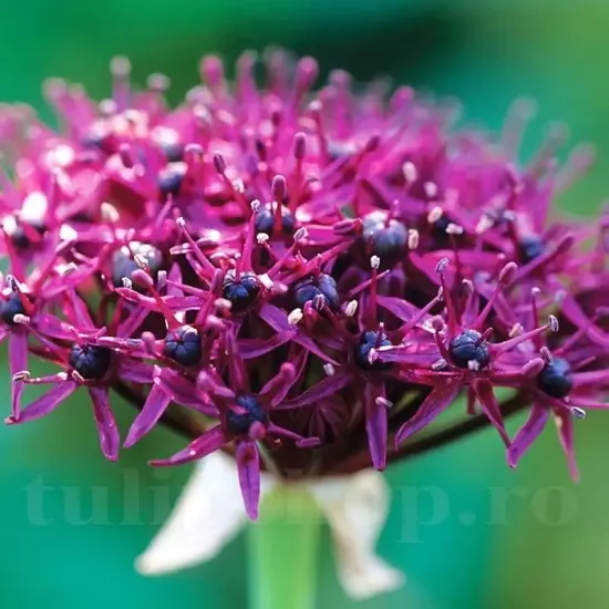 plantare bulbi allium atropurpureum gradina
