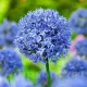 Bulbi Allium Caeruleum (Ceapa decorativa) plantare bulbi allium caeruleum toamna