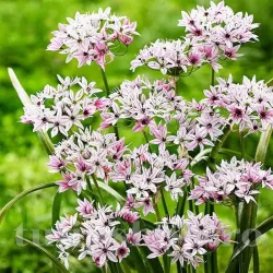 Bulbi Allium Cameleon (Ceapa decorativa) Bulbi Allium Cameleon (Ceapa decorativa)
