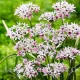 Bulbi Allium Cameleon (Ceapa decorativa) plantare bulbi allium cameleon mix culori