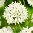Bulbi Allium Graceful (Ceapa decorativa) plantare bulbi allium graceful gradina 110x110