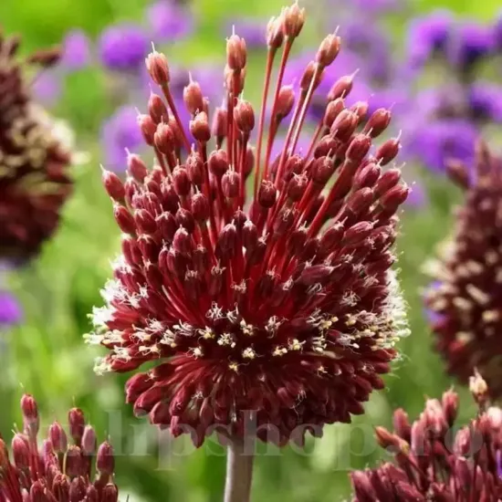 plantare bulbi allium red mohican toamna