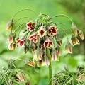Bulbi Allium Siculum (Ceapa decorativa)