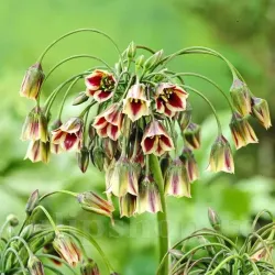 Bulbi Allium Siculum (Ceapa decorativa)