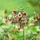 Bulbi Allium Siculum (Ceapa decorativa) plantare bulbi allium siculum gradina