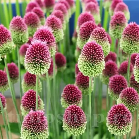 plantare bulbi allium sphaerocephalon gradina