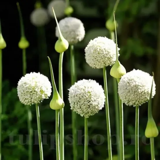 Bulbi Allium White Cloud (Ceapa decorativa) plantare bulbi allium white cloud toamna