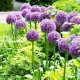 pret bulbi allium globemaster online