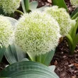 pret bulbi allium ivory queen toamna 110x110