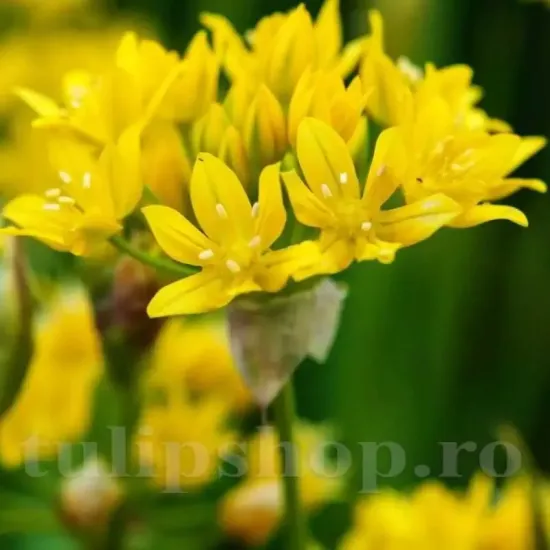 pret pachet bulbi allium moly