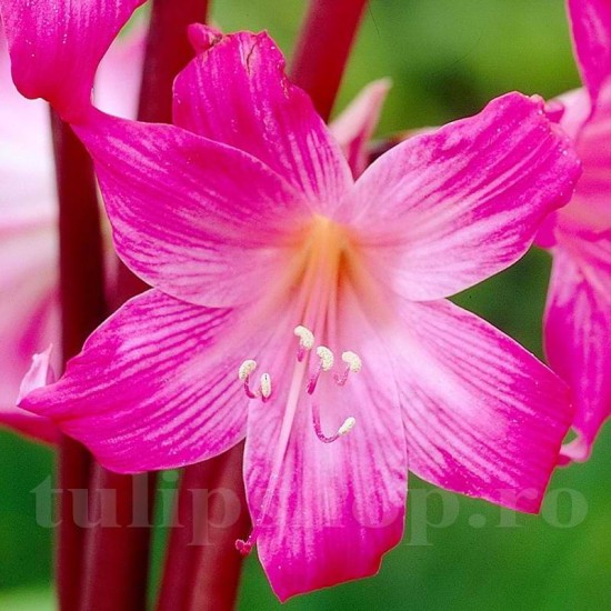 Bulbi Amaryllis Belladonna (Hipperastrum)