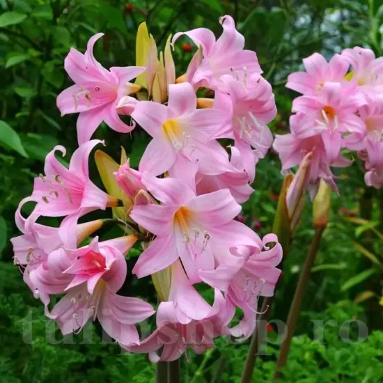 bulbi amarillys belladonna1