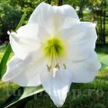 Bulbi Amaryllis Mont Blanc (Hipperastrum)