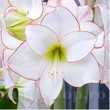 Bulbi Amaryllis Picotee (Hipperastrum)
