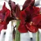 Bulbi Amaryllis Benfica (Hipperastrum)