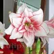 bulbi amaryllis elvas