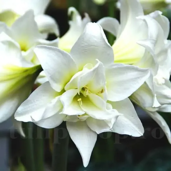 bulbi amaryllis jewel