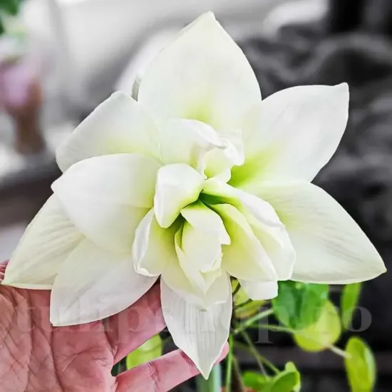 bulbi amaryllis jewel2