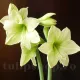 bulbi amaryllis limona
