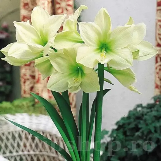 bulbi amaryllis limona2