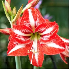 Bulbi Amaryllis Minerva (Hipperastrum)