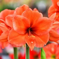 Bulbi Amaryllis Rilona (Hipperastrum)