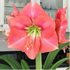 Bulbi Amaryllis Susan (Hipperastrum)